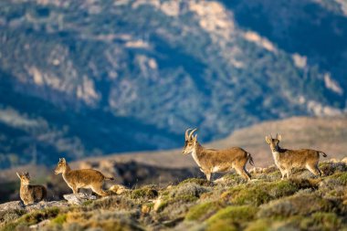 İber dağ keçisi, İspanyol dağ keçisi, İspanyol vahşi keçisi ve İber vahşi keçisi, Capra pyrenaica olarak da bilinir. Sierra Nevada sıradağları.