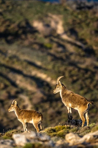 stock image The Iberian ibex, also known as the Spanish ibex, Spanish wild goat and Iberian wild goat, Capra pyrenaica. Sierra Nevada mountain range.