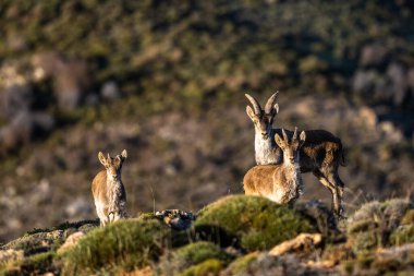 İber dağ keçisi, İspanyol dağ keçisi, İspanyol vahşi keçisi ve İber vahşi keçisi, Capra pyrenaica olarak da bilinir. Sierra Nevada sıradağları.