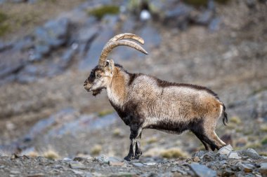 İber dağ keçisi, İspanyol dağ keçisi, İspanyol vahşi keçisi ve İber vahşi keçisi, Capra pyrenaica olarak da bilinir. Sierra Nevada sıradağları.