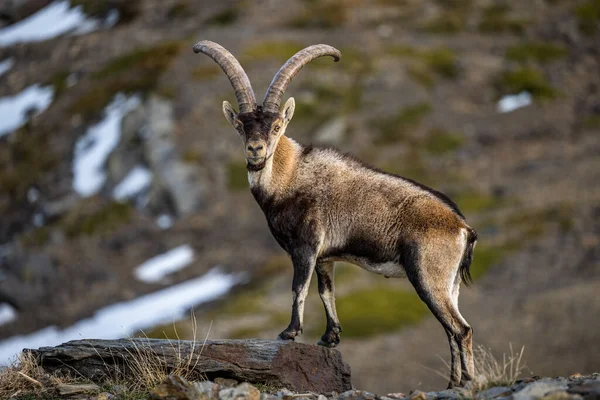 Ibex Ibérico Também Conhecido Como Ibex Espanhol Cabra Selvagem Espanhola — Fotografia de Stock