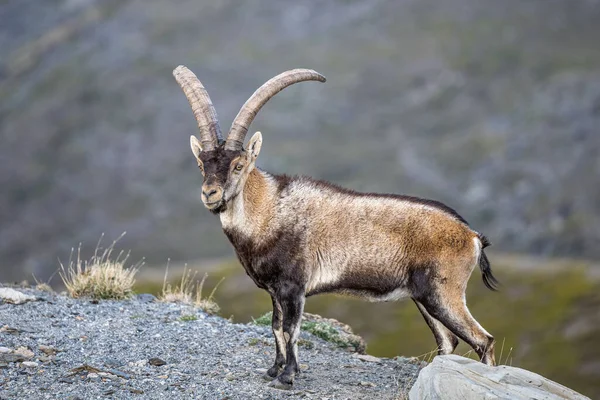 stock image The Iberian ibex, also known as the Spanish ibex, Spanish wild goat and Iberian wild goat, Capra pyrenaica. Sierra Nevada mountain range.