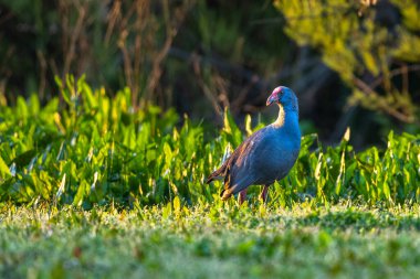 Batı Swamphen, Purple Swamphen, Porphyrio Porphyrio, El Rocio Gölü, Donana NP, İspanya.