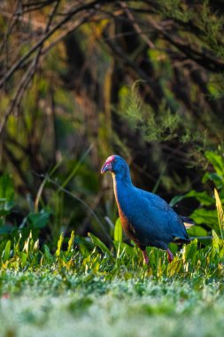 Batı Swamphen, Purple Swamphen, Porphyrio Porphyrio, El Rocio Gölü, Donana NP, İspanya.