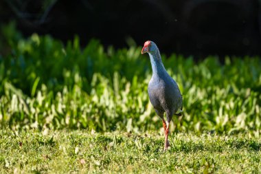 Batı Swamphen, Purple Swamphen, Porphyrio Porphyrio, El Rocio Gölü, Donana NP, İspanya.
