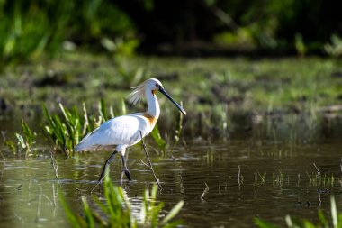 Avrasya kaşık faturası, Platalea lökosorodi, El Rocio Gölü, Donana NP, İspanya.