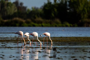 Büyük Flamingo, Phoenicopterus Roseus, El Rocio, Donana NP, İspanya. Gölde bir kuş sürüsü.