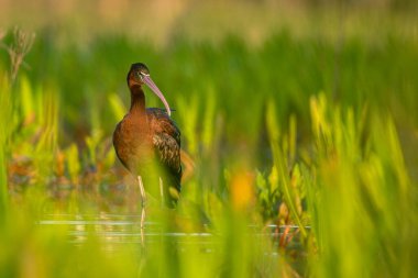 Parlak Ibis, Plegadis Falcinellus, Donana NP, İspanya.