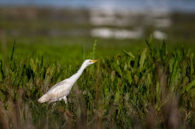 Sığır ördeği, bubulcus ibis, Donana NP, İspanya.