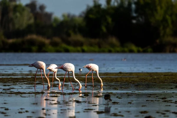 Großer Flamingo Phoenicopterus Roseus Rocio Donana Spanien Ein Schwarm Vögel — Stockfoto