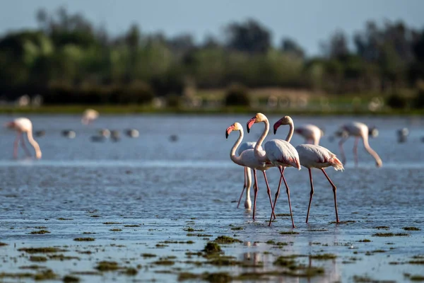 Greater Flamingo Phoenicopterus Roseus Rocio Donana Espanha Bando Pássaros Lago — Fotografia de Stock