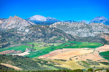 Ronda şehri yakınlarındaki tipik Endülüs manzarası.