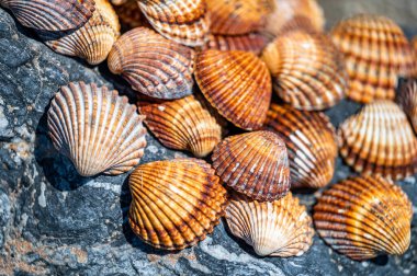 Kabuk arka planı, İspanya 'nın Costa Del Sol plajında bir araya getirilmiş bir sürü farklı kabuk..