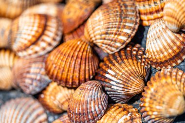 Kabuk arka planı, İspanya 'nın Costa Del Sol plajında bir araya getirilmiş bir sürü farklı kabuk..