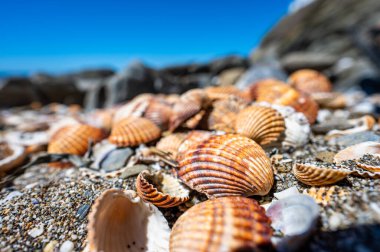 Kabuk arka planı, İspanya 'nın Costa Del Sol plajında bir araya getirilmiş bir sürü farklı kabuk..