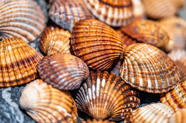 Shells Background Many Different Shells Stacked Together Costa Del Sol — Stock Photo, Image