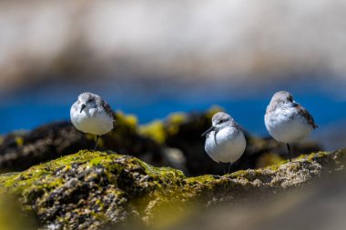 Deniz kıyısında bir kuş sürüsü. Sanderling, Calidris alba.