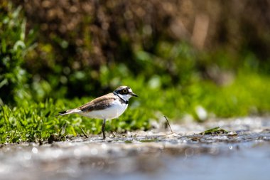 Küçük çıngıraklı yılan, Charadrius dubius, Laguna de Fuente de Piedra