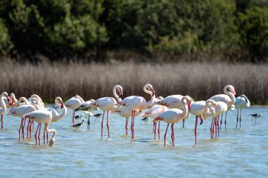 Büyük Flamingo, Phoenicopterus Roseus, Laguna de Fuente de Piedra