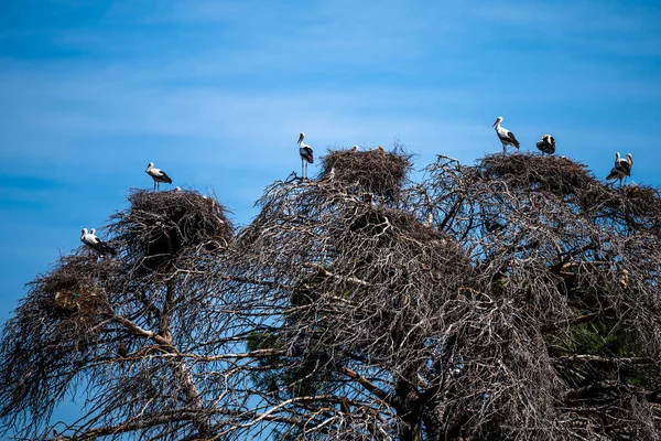 Kolonie Ptáků Stromě Bílý Čáp Ciconia Ciconia — Stock fotografie