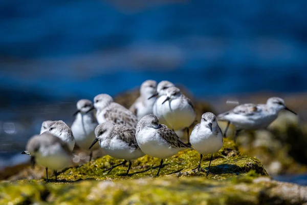 Una Bandada Aves Orilla Del Mar Sanderling Calidris Alba — Foto de Stock