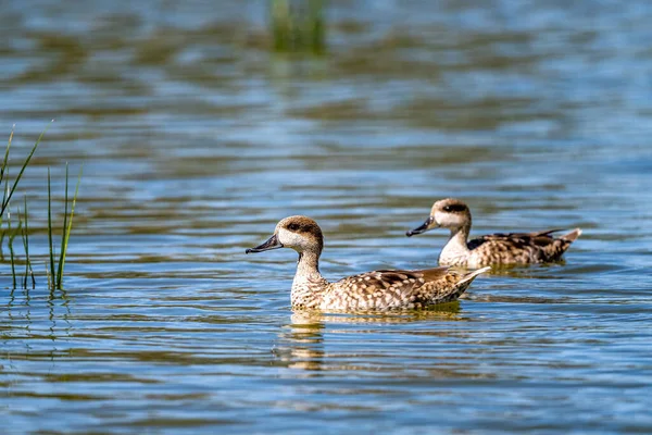 stock image Marbled duck, Marbled teal, Marmaronetta angustirostris