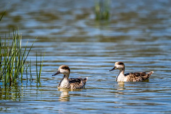 stock image Marbled duck, Marbled teal, Marmaronetta angustirostris