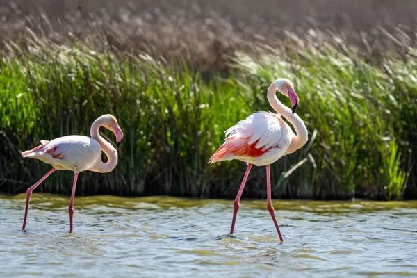 Büyük Flamingo, Phoenicopterus Roseus, Laguna de Fuente de Piedra