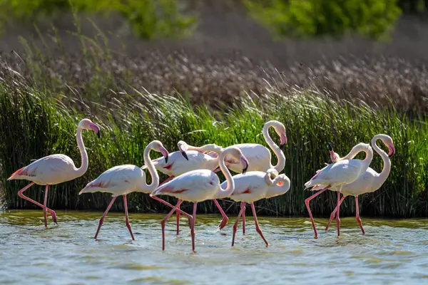 Flamingo Maior Phoenicopterus Roseus Laguna Fuente Piedra — Fotografia de Stock