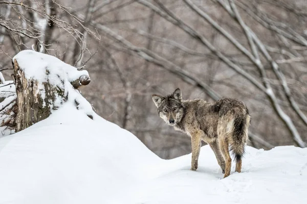 Lobo Cinzento Uma Paisagem Floresta Nevada Canis Lupus Bieszczady Mountains — Fotografia de Stock