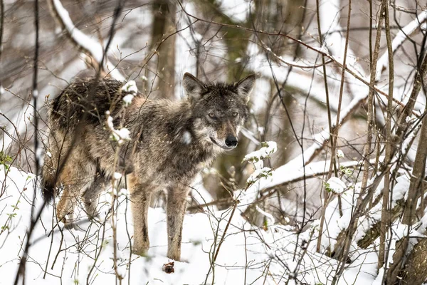 Grauer Wolf Einer Verschneiten Waldlandschaft Canis Lupus Bieszczady Gebirge Karpaten — Stockfoto
