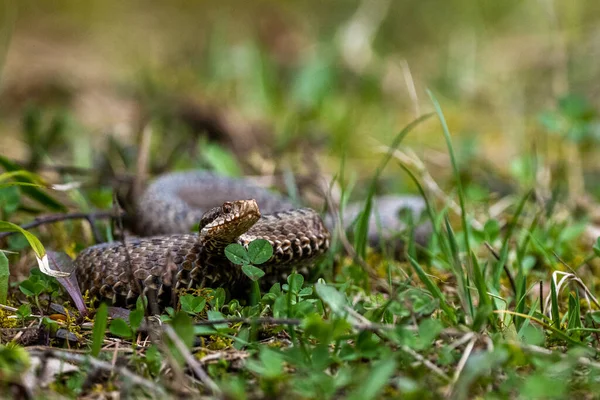 共同的欧洲毒蛇 Vipera Berus Bieszczady山脉 喀尔巴阡山脉 — 图库照片