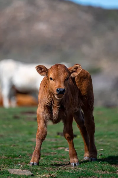 Uma Vaca Pasto Nas Montanhas Sierra Nevada Espanha — Fotografia de Stock