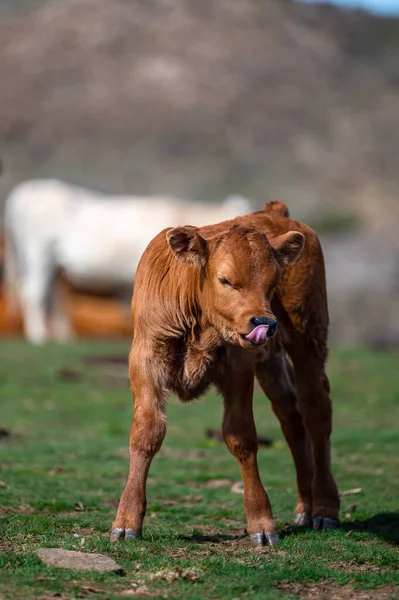 Uma Vaca Pasto Nas Montanhas Sierra Nevada Espanha — Fotografia de Stock