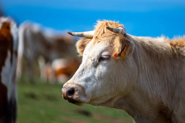 Корова Пасовищі Горах Сьєрра Невада Іспанія — стокове фото