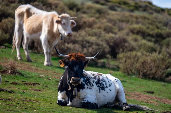 Корова Пасовищі Горах Сьєрра Невада Іспанія — стокове фото