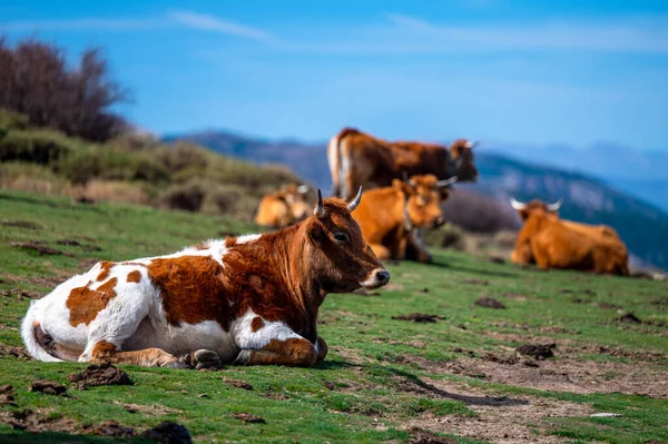 西班牙内华达山脉牧场上的一头奶牛 — 图库照片
