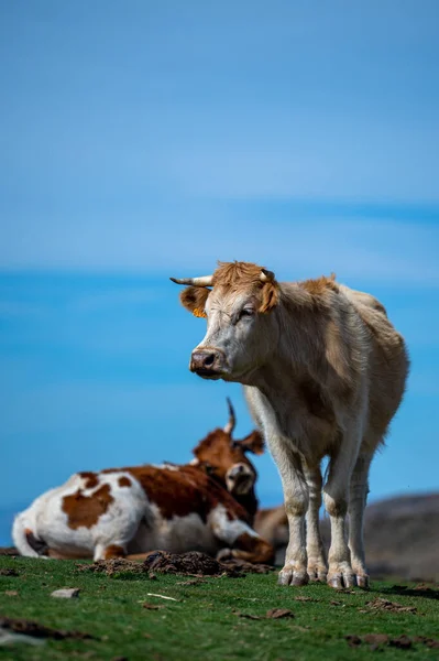 西班牙内华达山脉牧场上的一头奶牛 — 图库照片