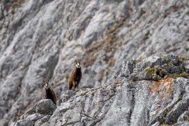 Avusturya 'daki Hochschwab Alpleri' ndeki doğal kayalık habitatında alp güveci..