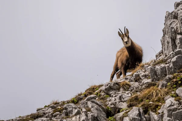 stock image Alpine chamois in its natural rocky habitat in the Hochschwab Alps in Austria.