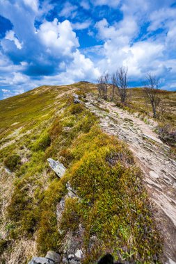 Dağ çayırında güneşli bir bahar günü. Smerek Dağı, Bieszczady Ulusal Parkı, Polonya.