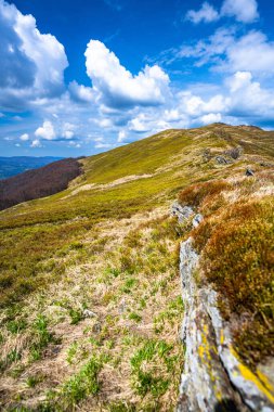 Dağ çayırında güneşli bir bahar günü. Smerek Dağı, Bieszczady Ulusal Parkı, Polonya.