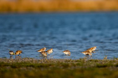 Dunlin, Calidris alpina. Neusiedl Gölü - Seewinkel Ulusal Parkı, Avusturya.