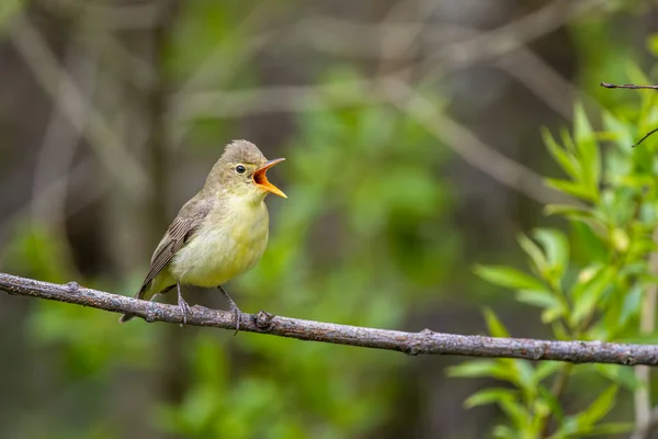 Singing bird on a branch. Icterine warbler, Hippolais icterina.