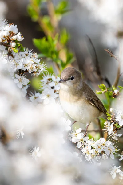 Fågel Blommande Buske Våren Bakgrund Trädgårdssångare Sylvia Borin Blackthorn — Stockfoto