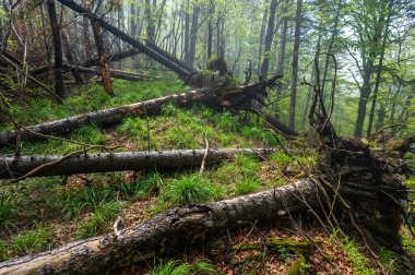 İlkel ormanda puslu bir ruh hali. Bieszczady Dağları, Karpatlar.