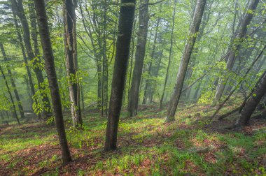 İlkel ormanda puslu bir ruh hali. Bieszczady Dağları, Karpatlar.