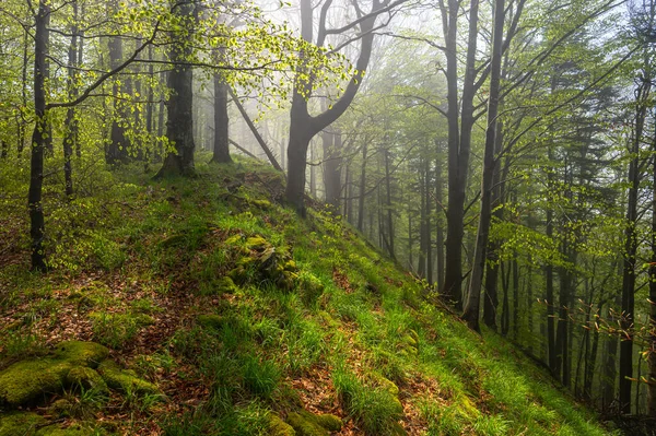 Humeur Sinistre Dans Forêt Primitive Montagnes Bieszczady Carpates — Photo