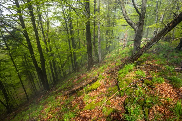 Humor Enevoado Floresta Primitiva Bieszczady Montanhas Cárpatos — Fotografia de Stock