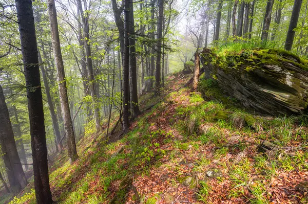 Μίστι Διάθεση Στο Αρχέγονο Δάσος Βουνά Bieszczady Καρπάθια — Φωτογραφία Αρχείου